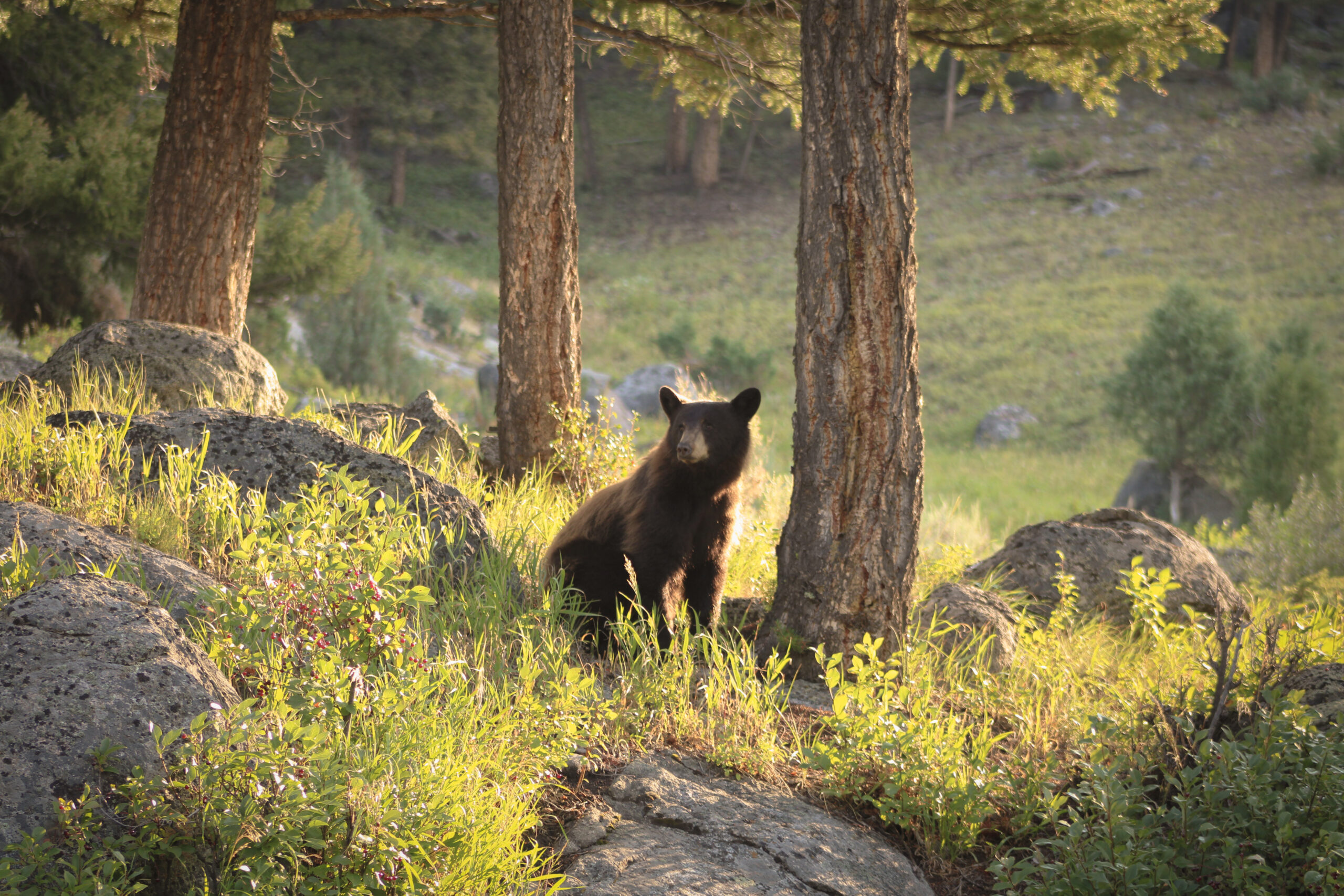 Bear near Livingston
